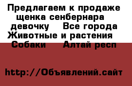 Предлагаем к продаже щенка сенбернара - девочку. - Все города Животные и растения » Собаки   . Алтай респ.
